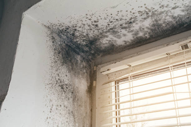 Trusted Attic Mold Removal service in Martinsville, VA - Cheap Mold Removal